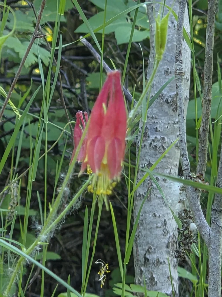 Aquilegia Canadensis