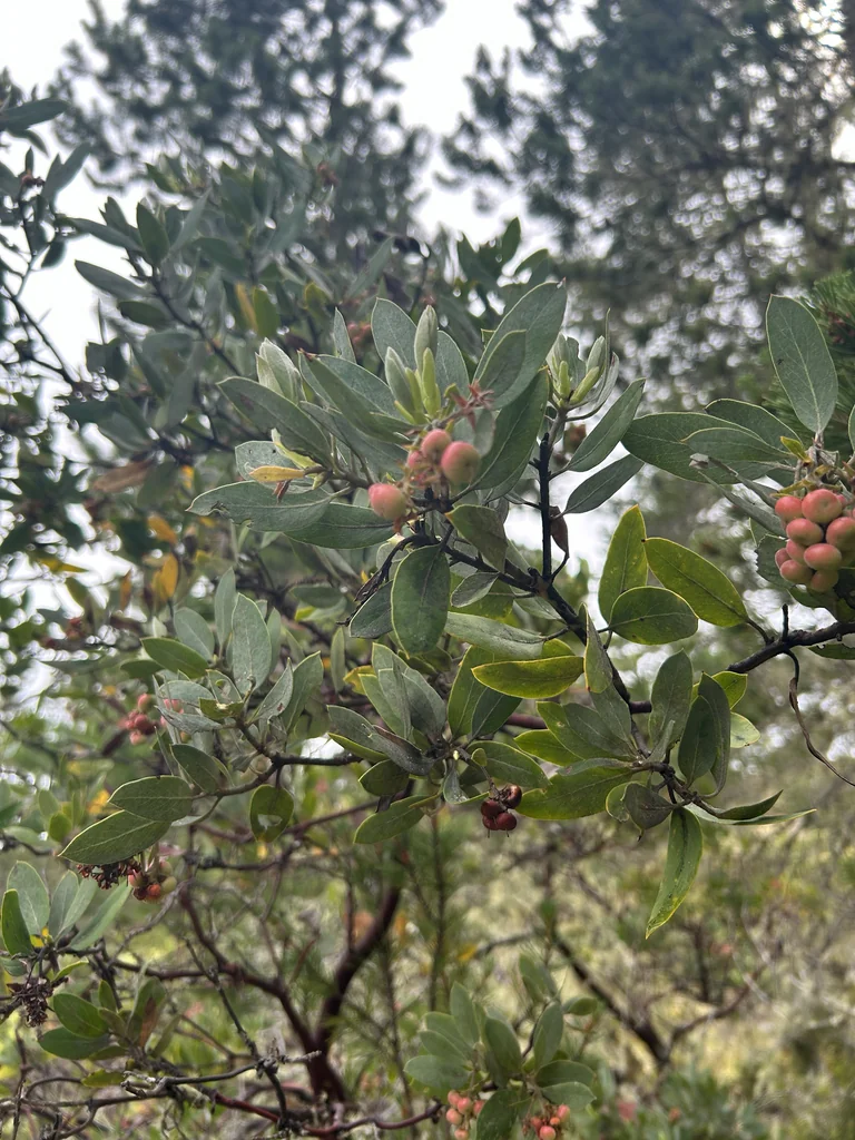 Arctostaphylos Columbiana