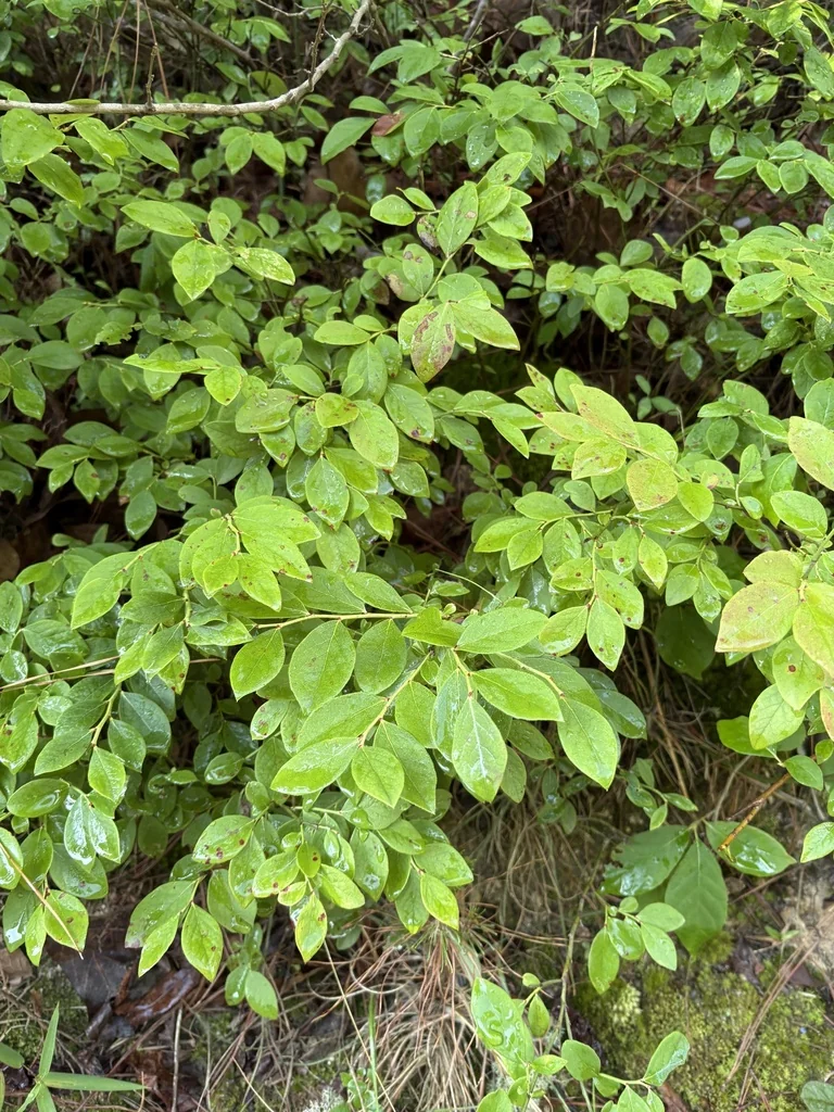 Vaccinium Pallidum