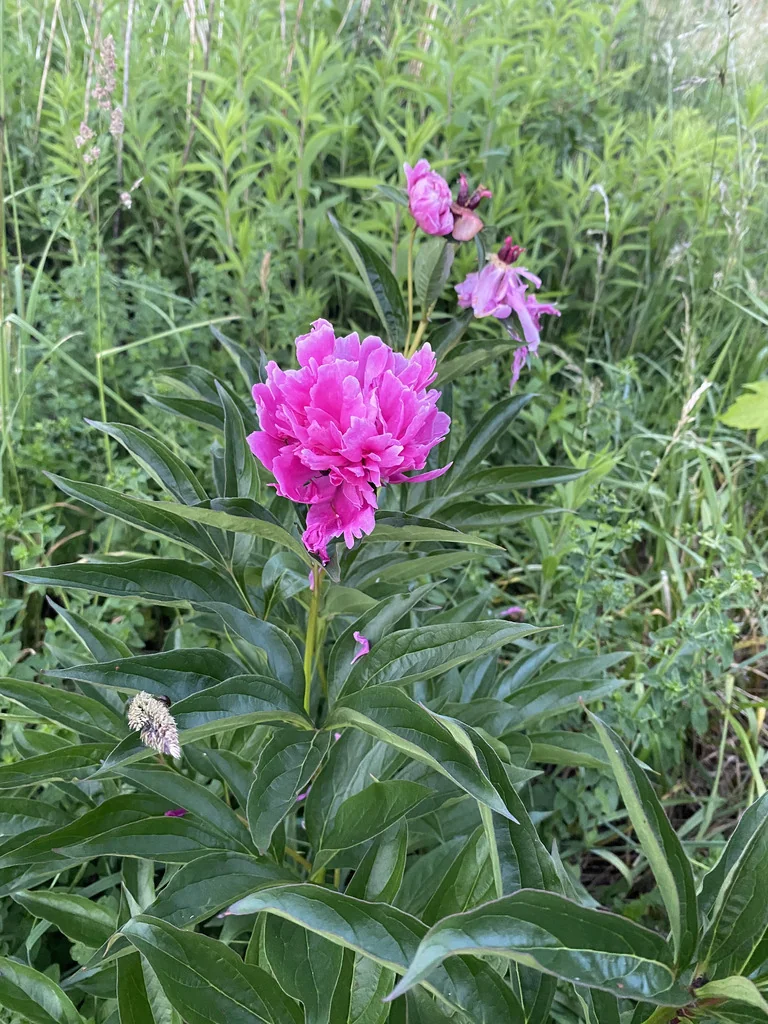 Paeonia Lactiflora