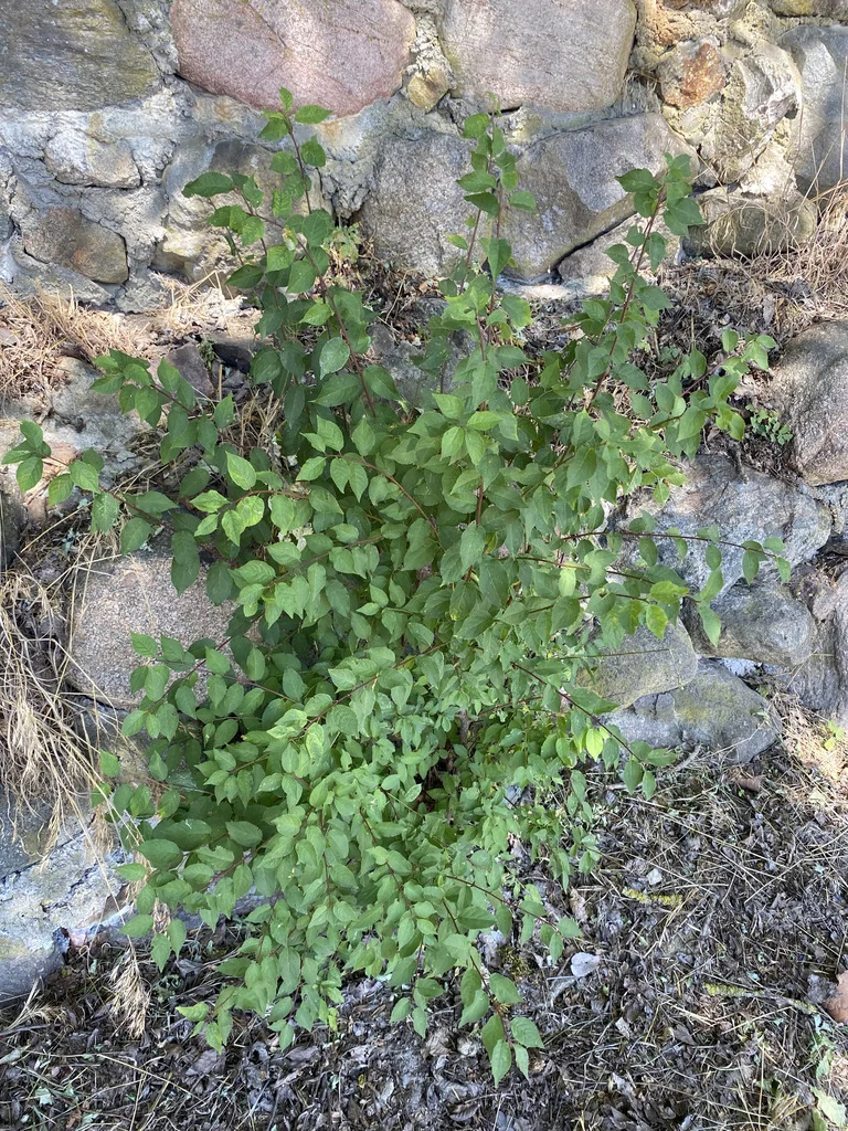 Prunus Cerasifera