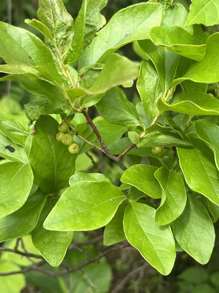 Gaylussacia Baccata