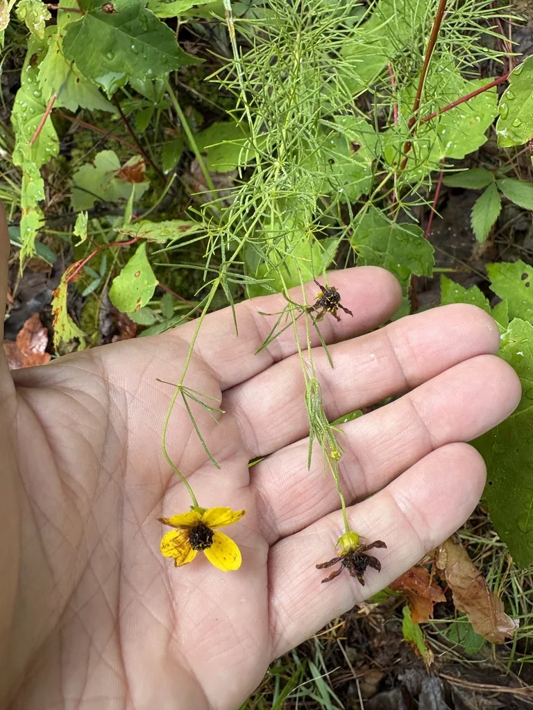 Coreopsis verticillata