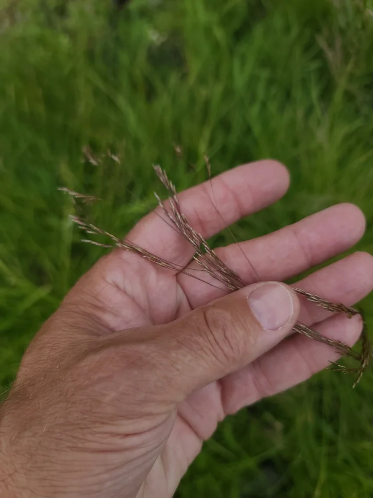Deschampsia Cespitosa