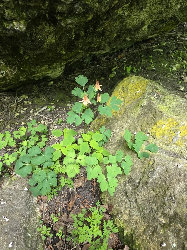 Aquilegia Canadensis