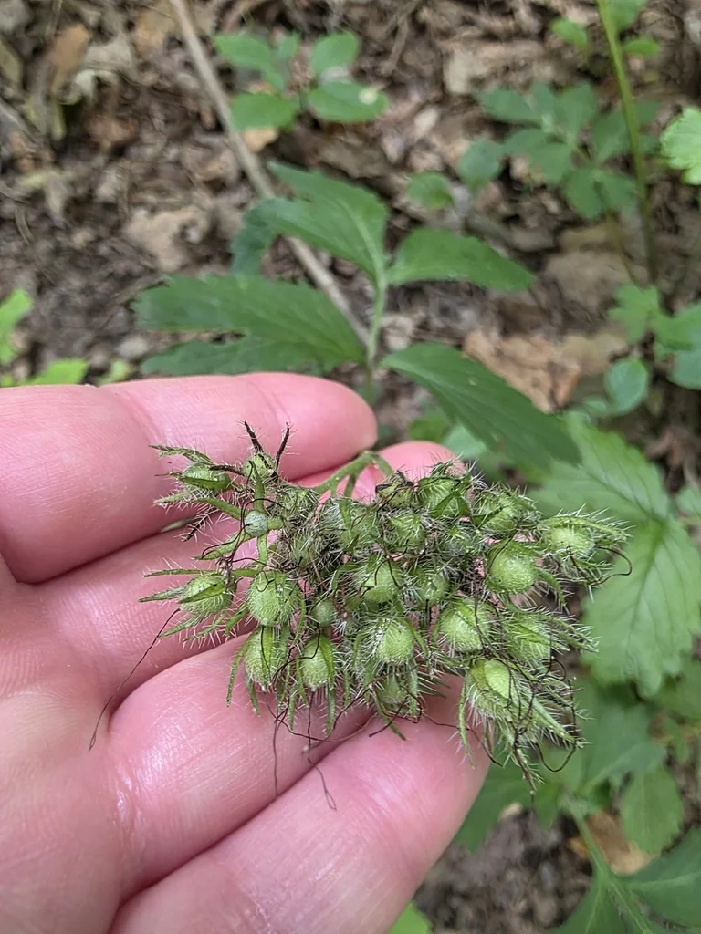 Hydrophyllum Virginianum