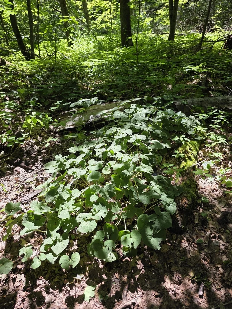 Asarum Canadense