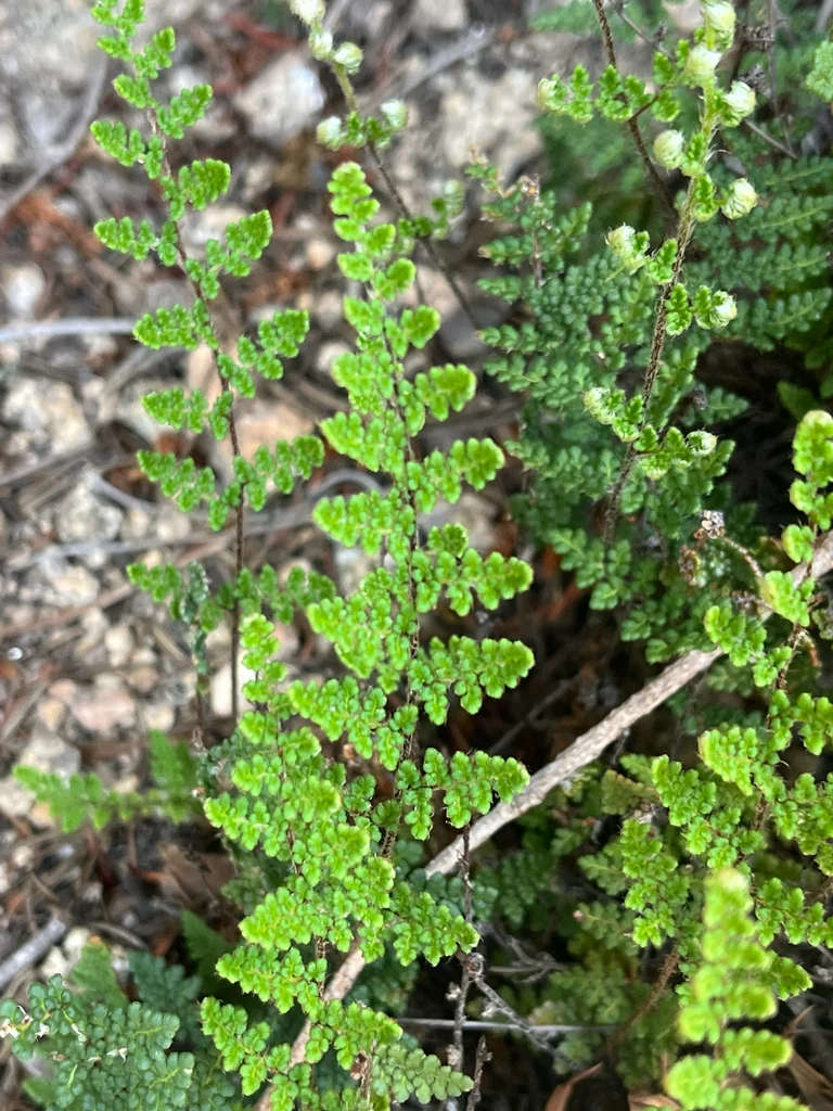 Myriopteris Covillei
