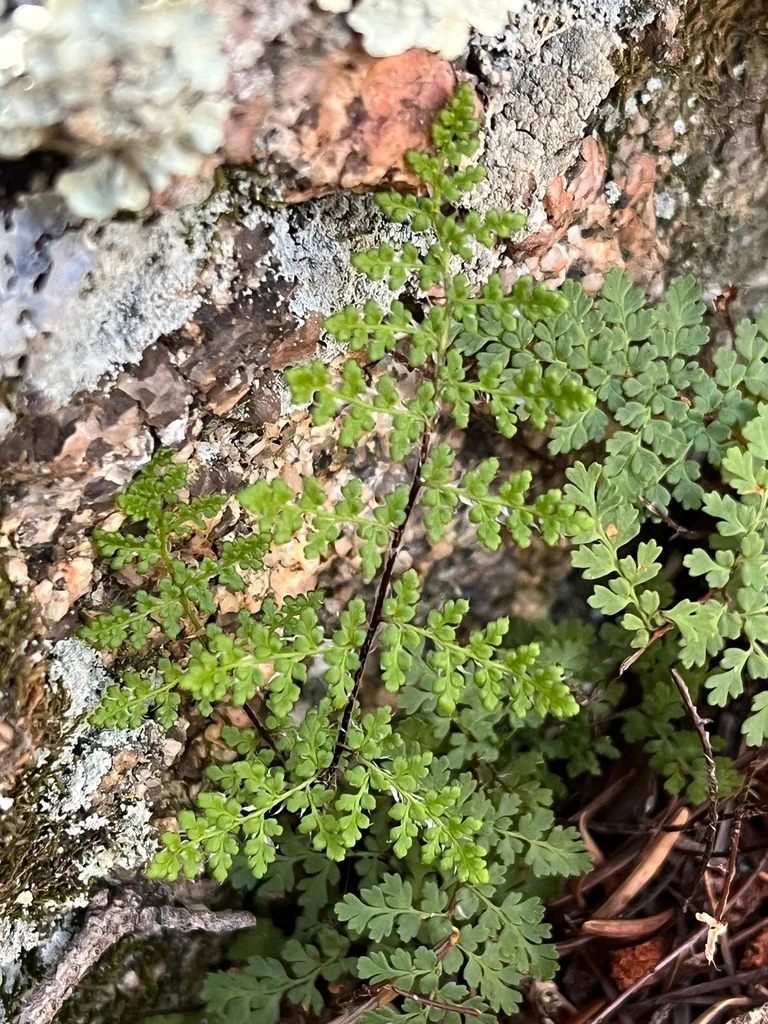 Myriopteris Covillei