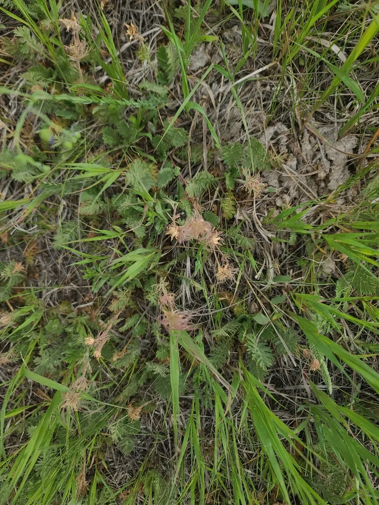 Geum Triflorum