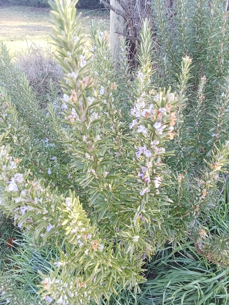 Rosmarinus Officinalis