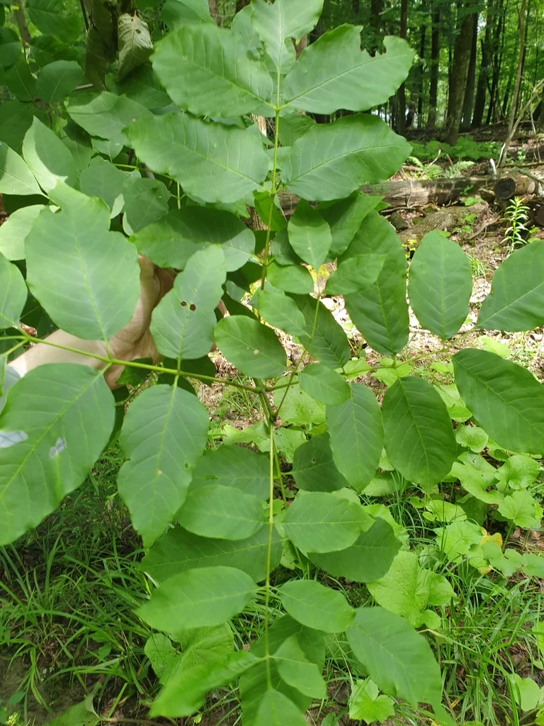 Fraxinus Americana