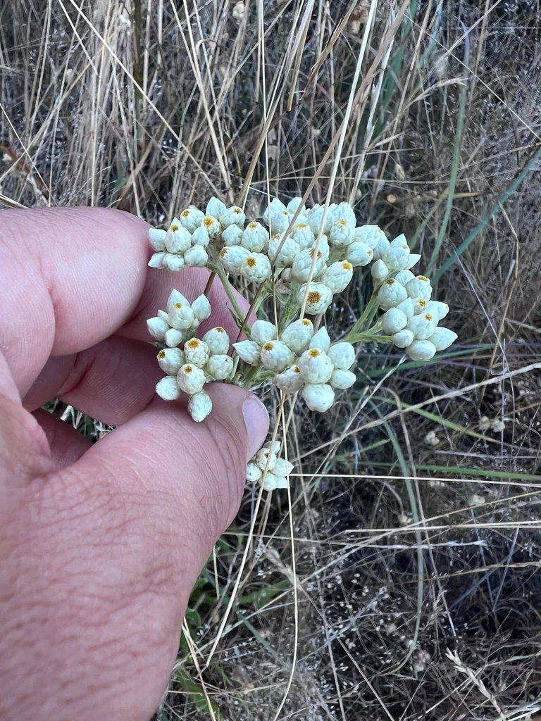 Pseudognaphalium Californicum