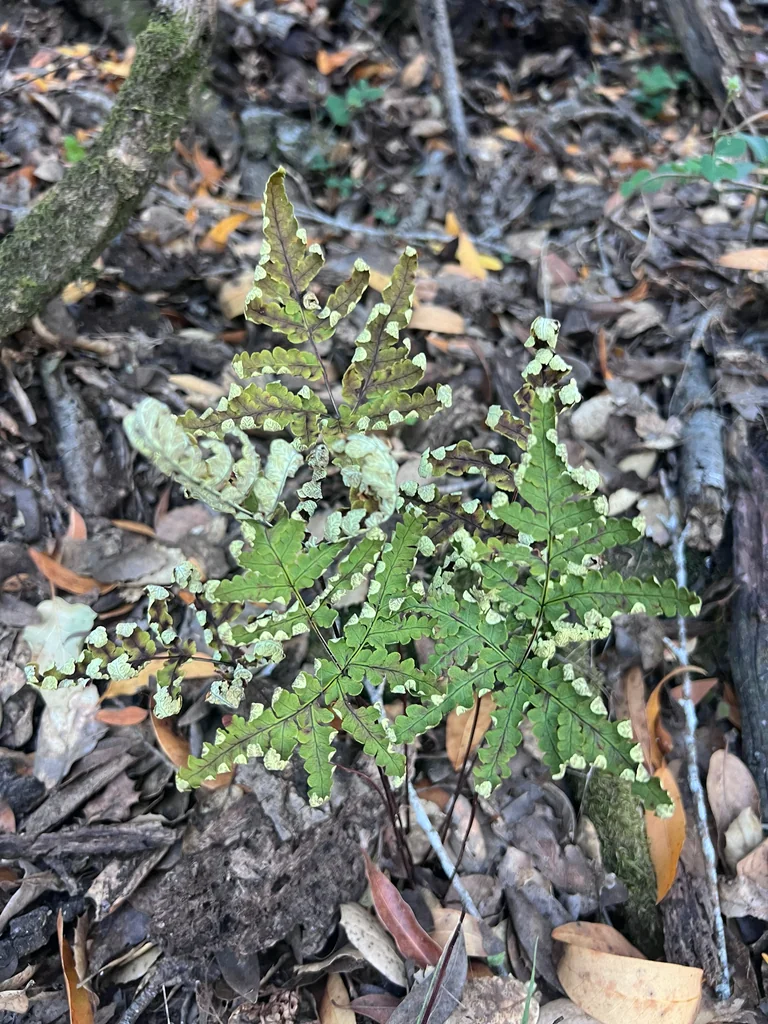 Pentagramma Triangularis