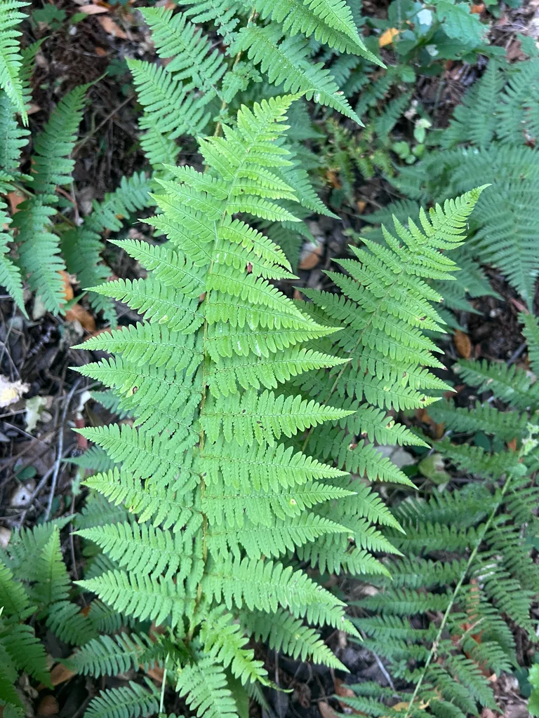 Dryopteris arguta