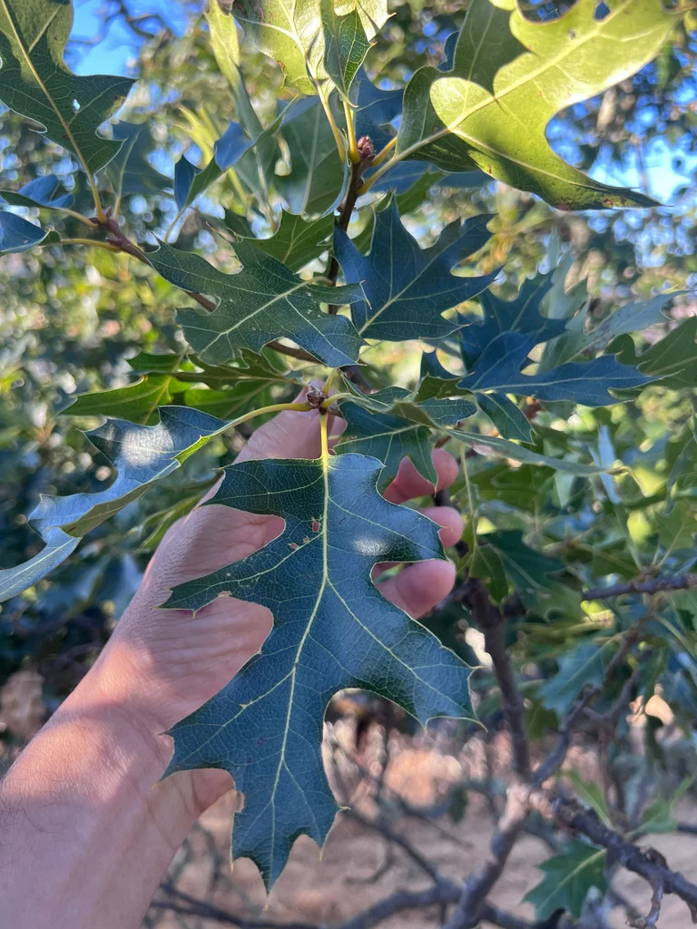 Quercus Kelloggii