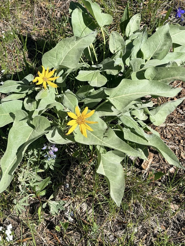 Balsamorhiza Sagittata