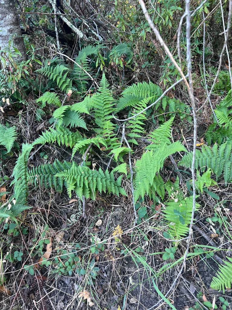 Dryopteris arguta