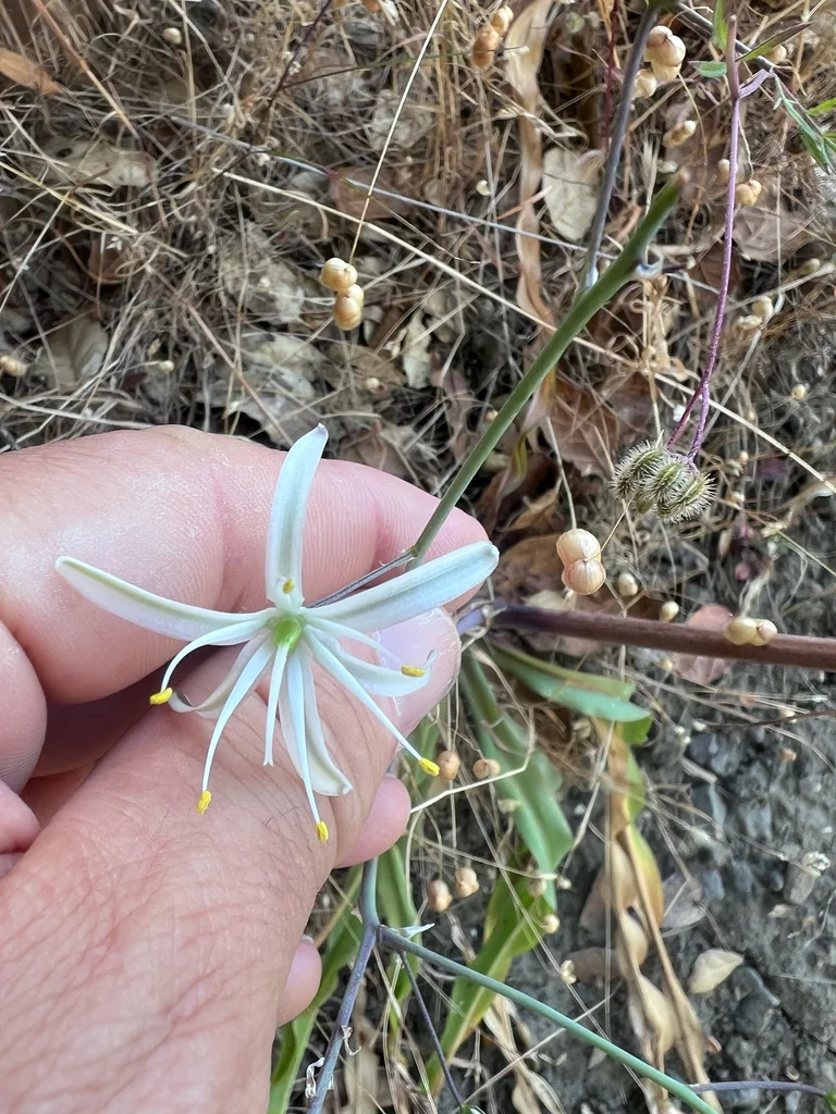 Chlorogalum Pomeridianum