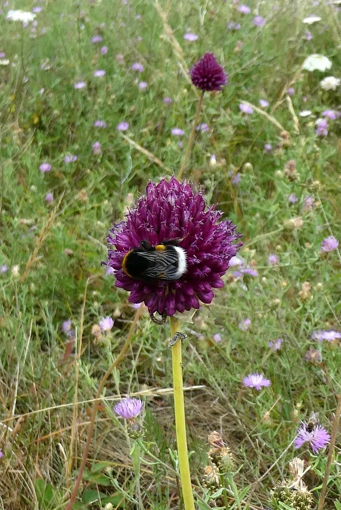 Allium Sphaerocephalon
