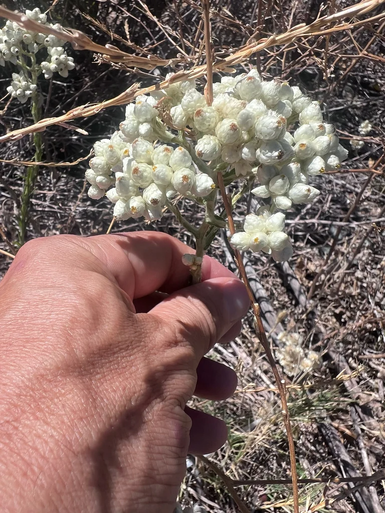 Pseudognaphalium Californicum