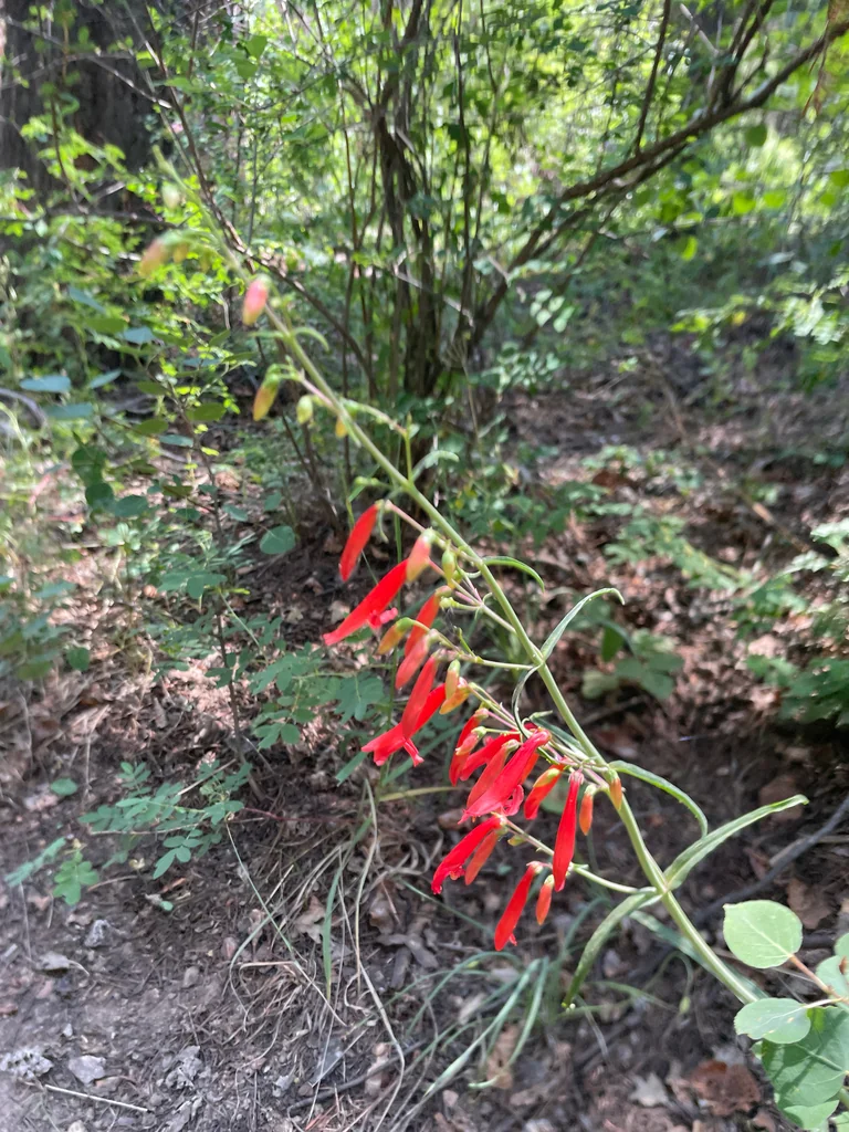 Penstemon barbatus