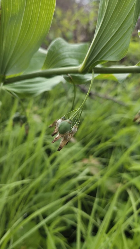Polygonatum Biflorum