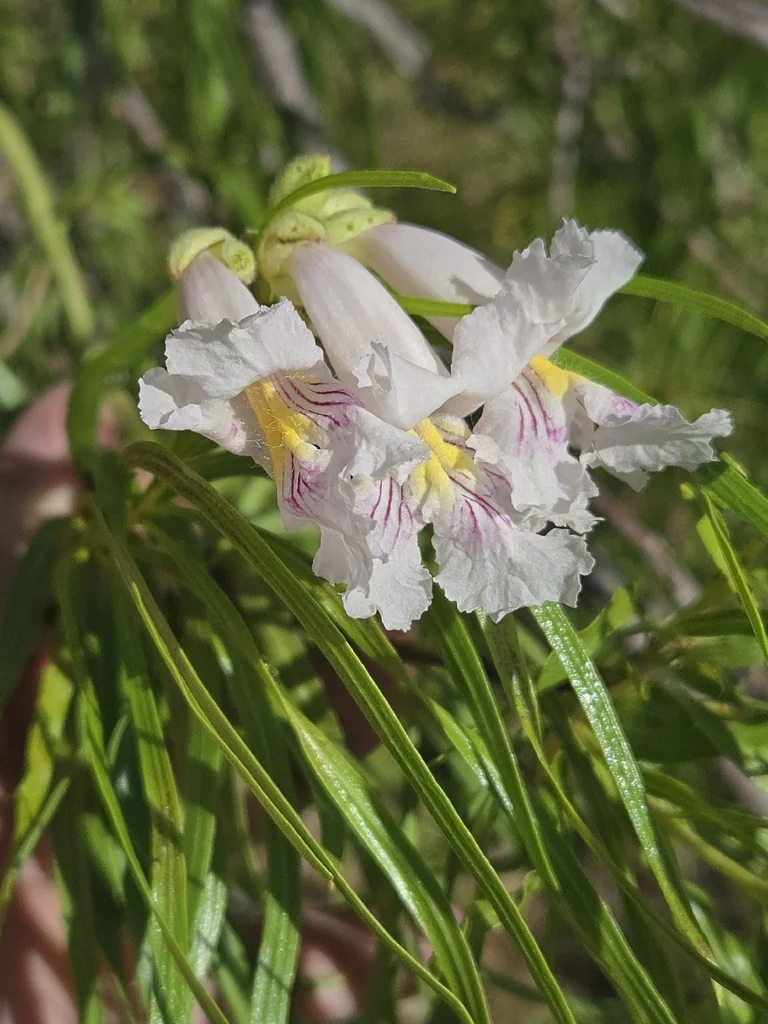 Chilopsis Linearis