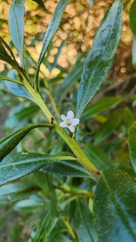 Myoporum Laetum