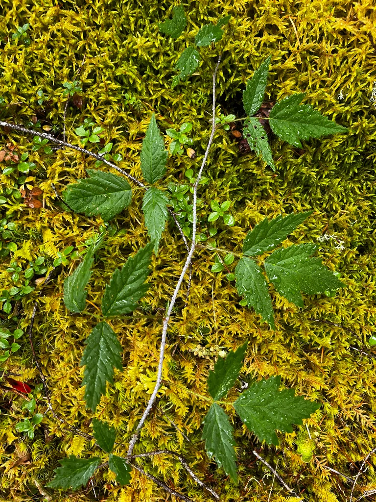 Rubus Ursinus