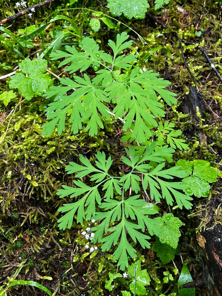 Dicentra Formosa