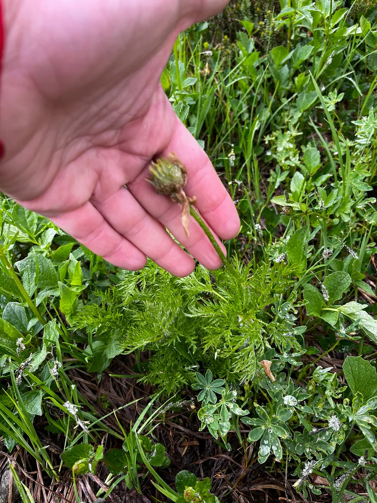 Anemone Occidentalis