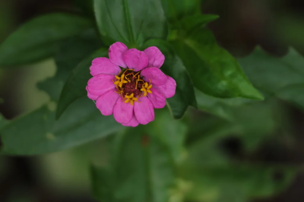 Zinnia Elegans