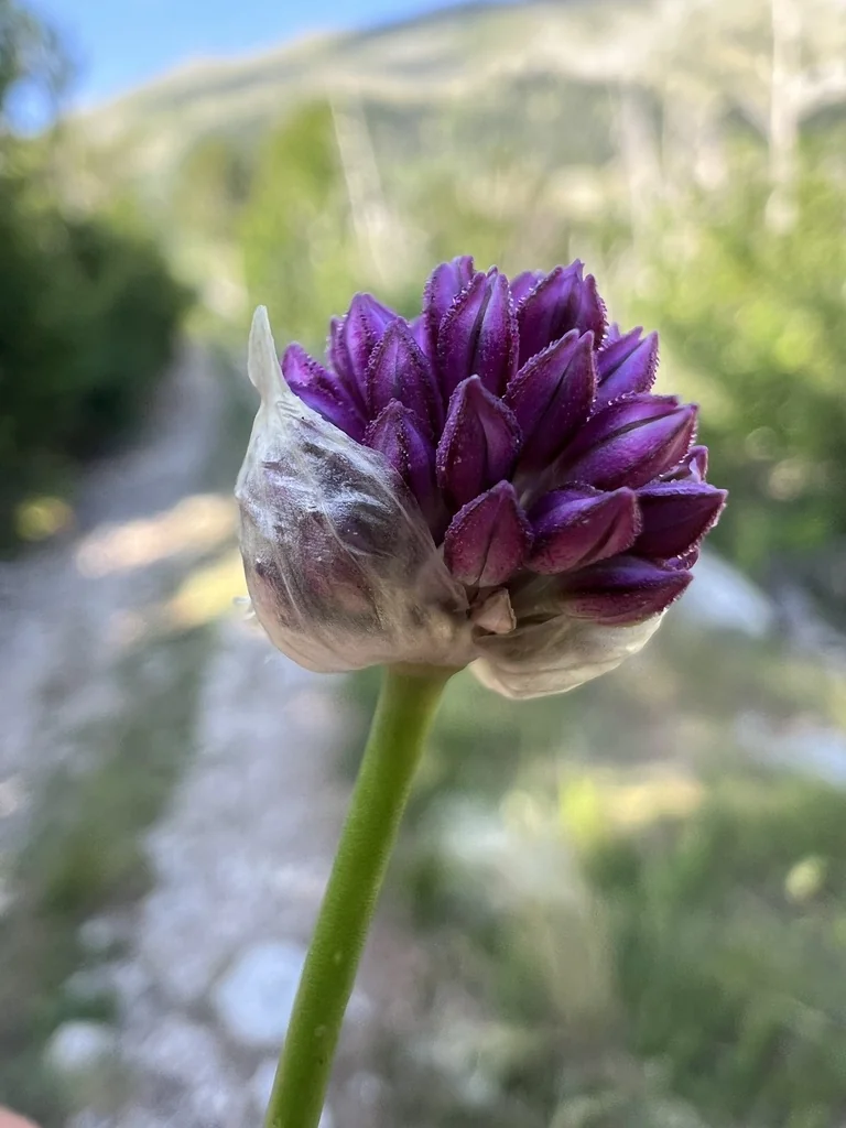 Allium Sphaerocephalon