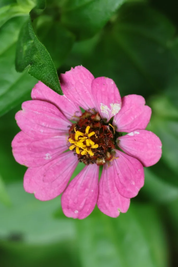 Zinnia Elegans