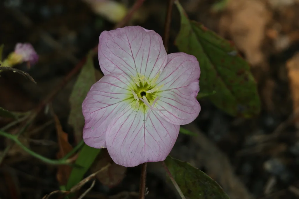 Oenothera Speciosa