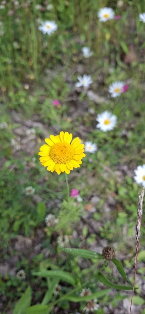 Anthemis Tinctoria