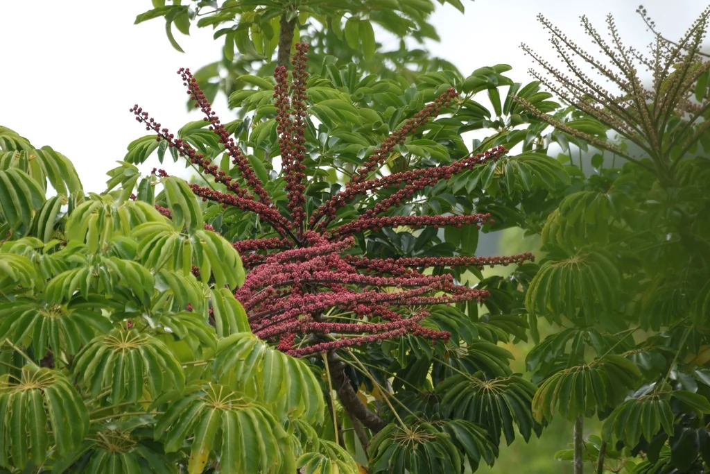 Schefflera Actinophylla
