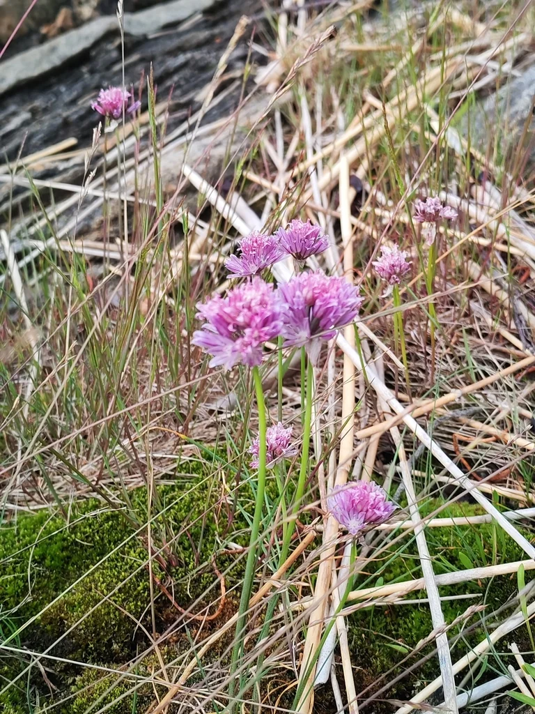 Allium Schoenoprasum
