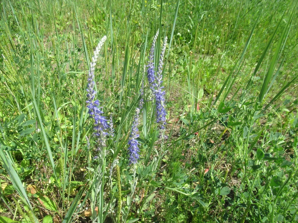 Veronica Spicata Incana