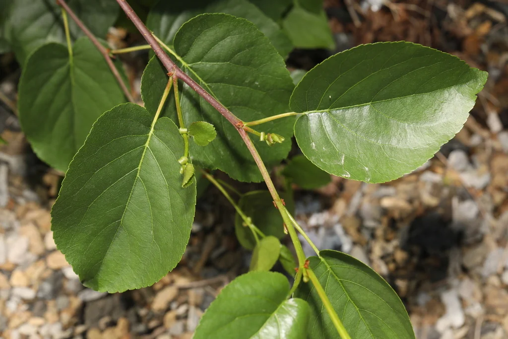 Alnus Cordata