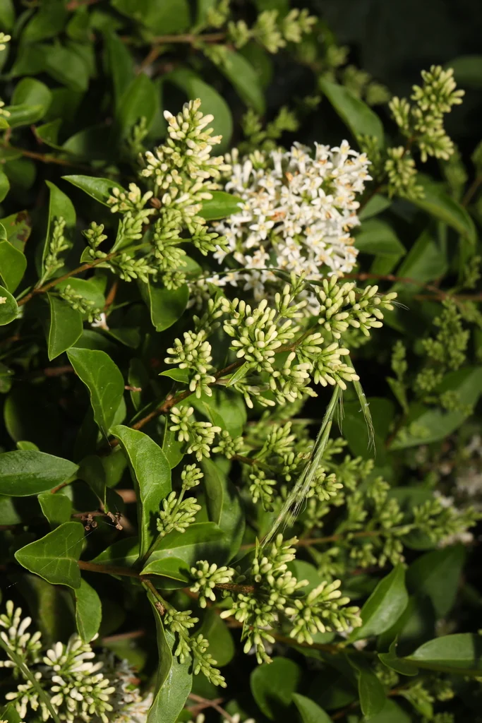 Ligustrum Ovalifolium