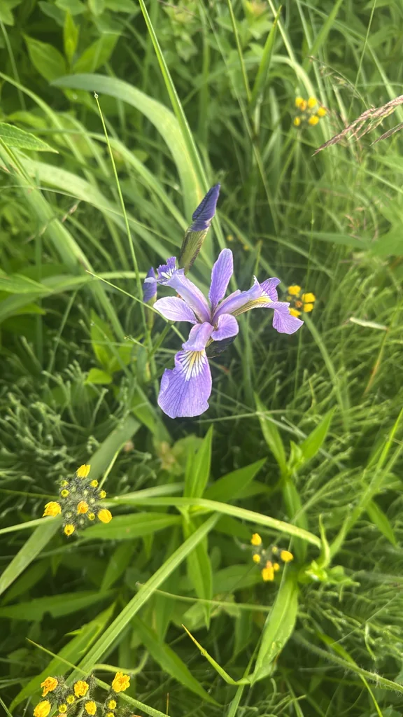 Iris Versicolor