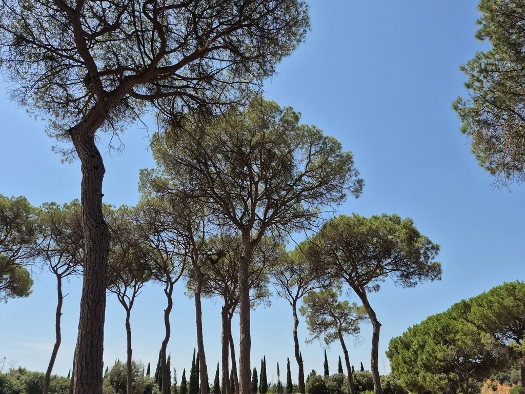Pinus Pinea