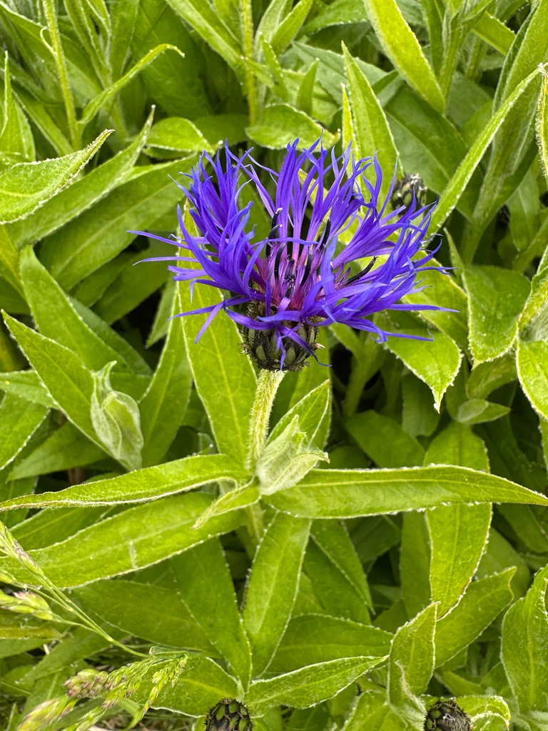Centaurea Montana