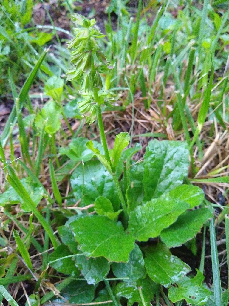 Salvia Lyrata