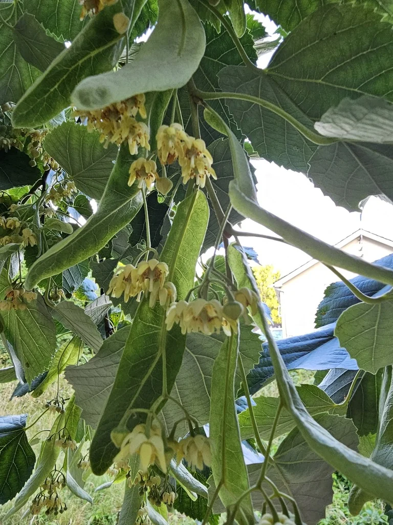 Tilia Tomentosa