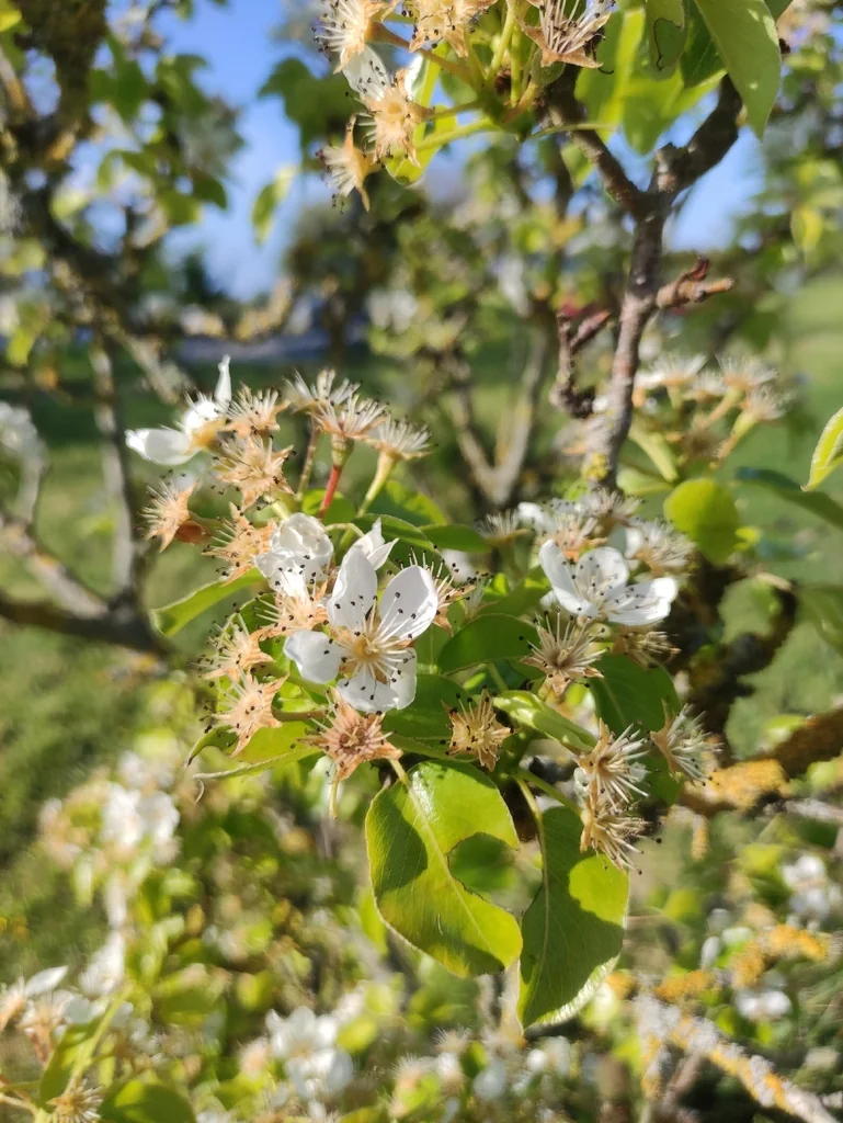 Pyrus Communis