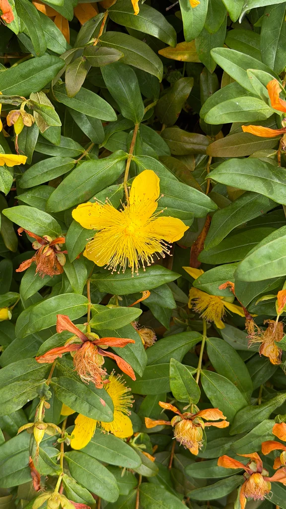 Hypericum Calycinum