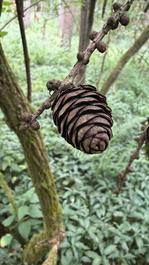 Larix Decidua